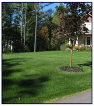 A Greener Seasons lawn